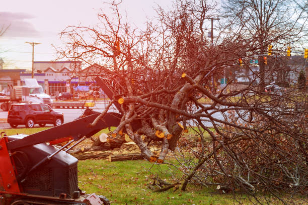 Best Fruit Tree Pruning  in Tuskegee, AL