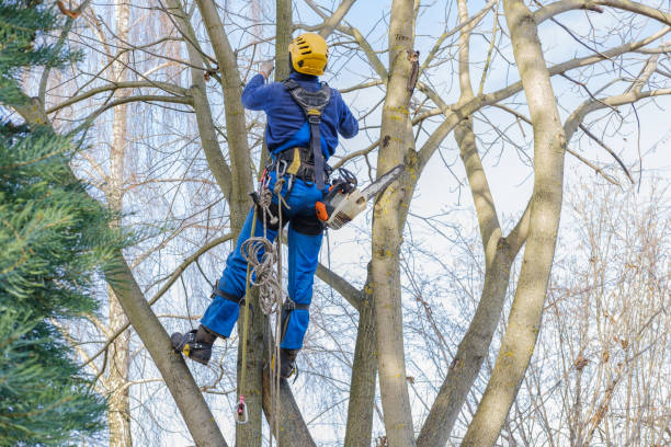 Best Hedge Trimming  in Tuskegee, AL