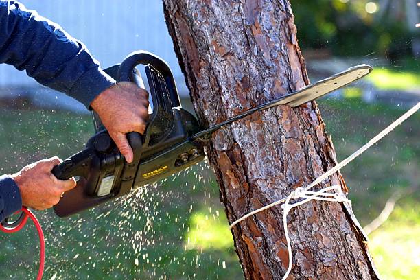 Best Lawn Grading and Leveling  in Tuskegee, AL