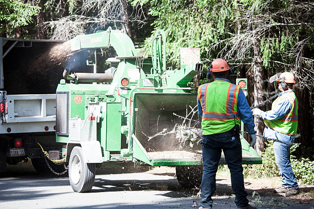 Best Tree Removal  in Tuskegee, AL