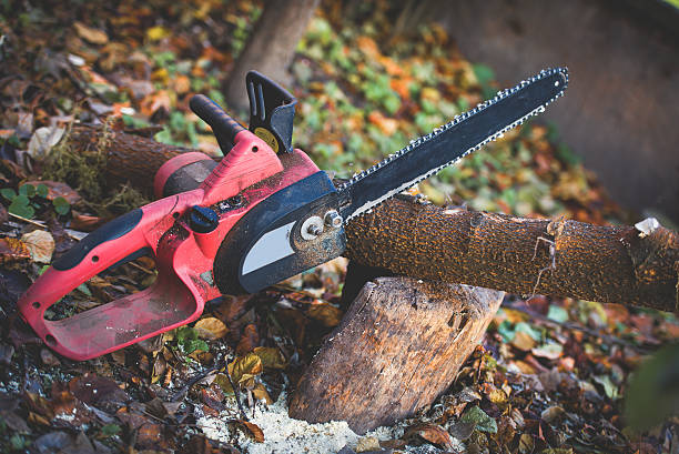 Best Stump Grinding and Removal  in Tuskegee, AL