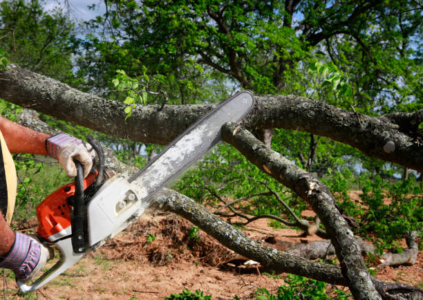 Best Tree Disease Treatment  in Tuskegee, AL